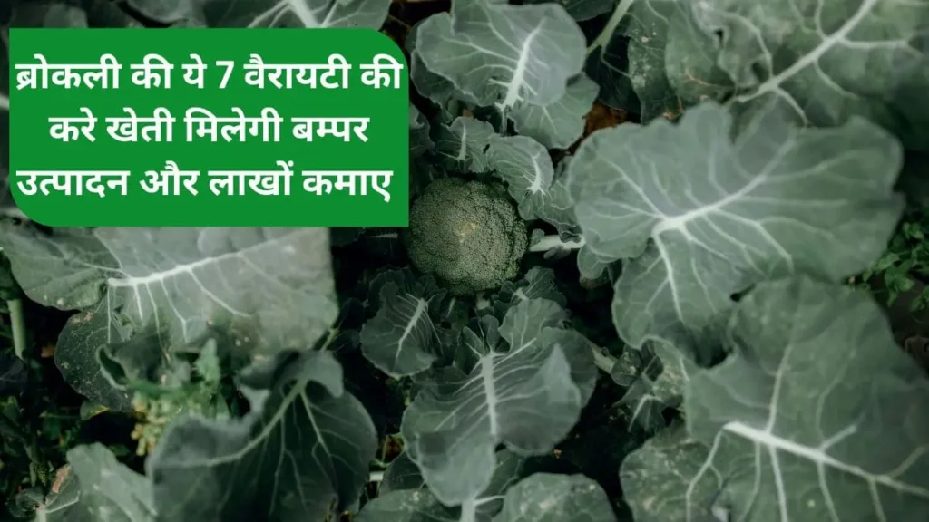 Broccoli ki Top Variety