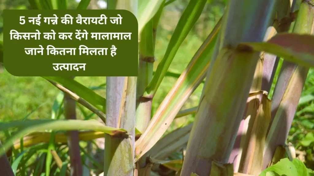 New Sugarcane Variety in Uttar Pradesh