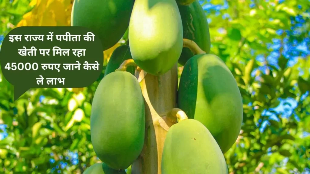 Papita ki kheti pr Subsidy