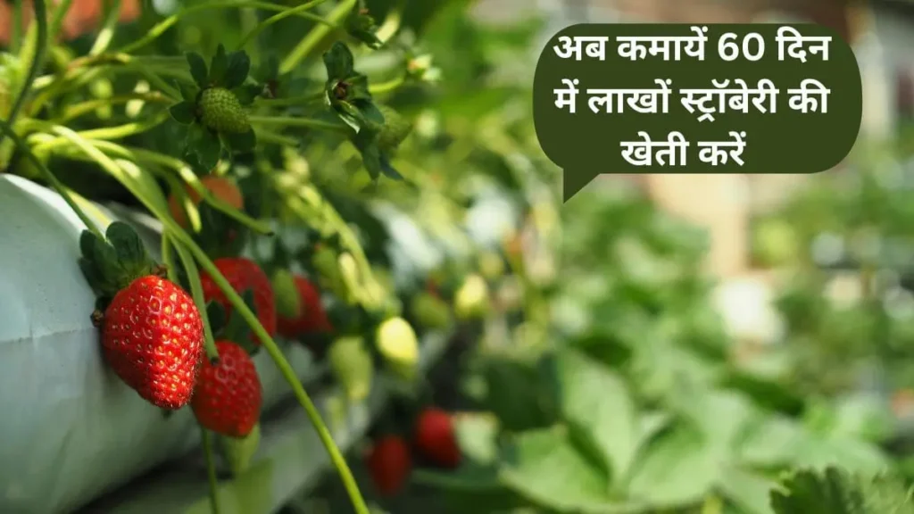 Strawberry ki Kheti