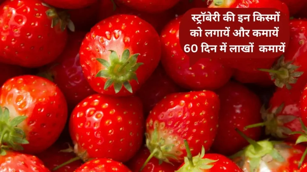 Strawberry ki veriety