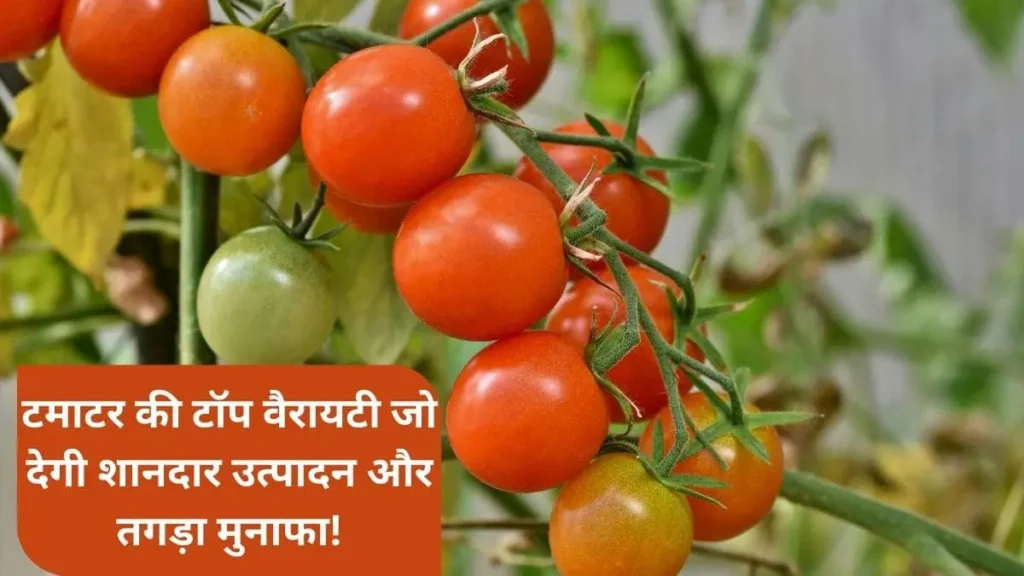 Tamatar ki variety